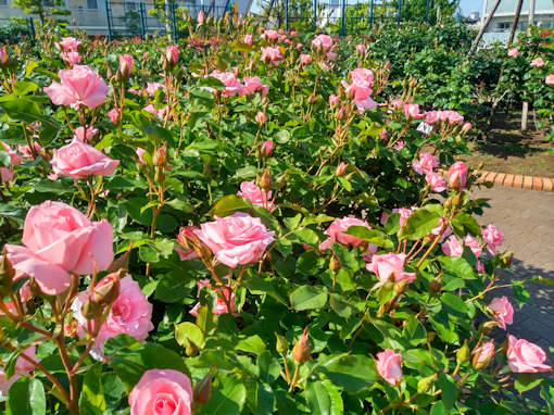 令和６年広尾防災公園開花し始めたバラの花１