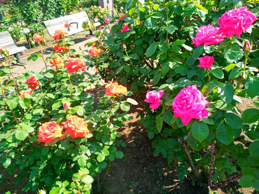 令和６年広尾防災公園開花し始めたバラの花２