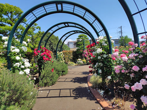 令和8年初夏広尾防災公園に咲くバラの花1