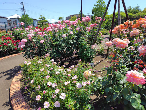 令和8年初夏広尾防災公園に咲くバラの花3