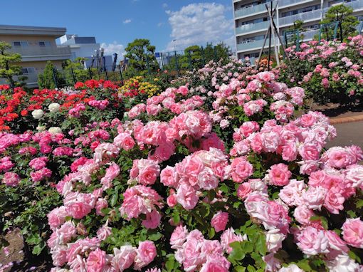 令和8年初夏広尾防災公園に咲くバラの花5