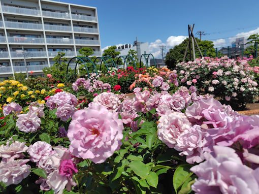 令和8年初夏広尾防災公園に咲くバラの花7