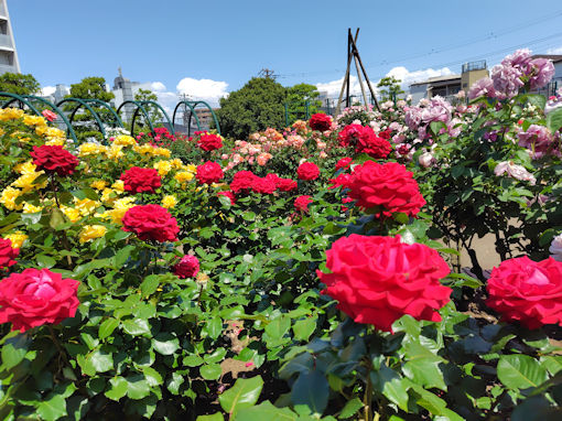 令和8年初夏広尾防災公園に咲くバラの花9