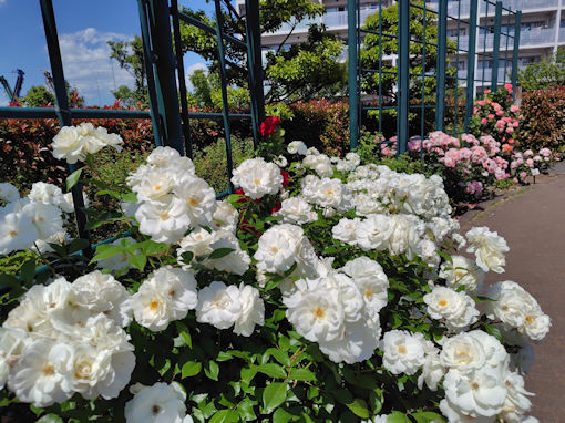 令和8年初夏広尾防災公園に咲くバラの花11