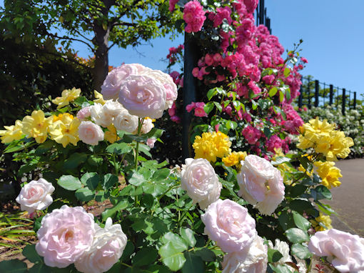 令和8年初夏広尾防災公園に咲くバラの花13