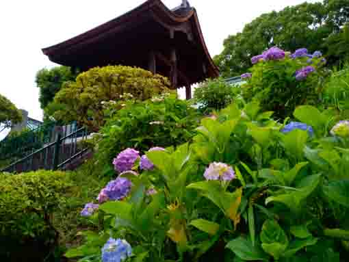 令和３年法華経寺四足門脇に咲く紫陽花の花