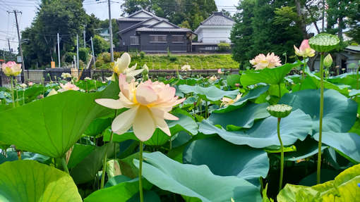 令和６年まだまだ美しい竜王池の蓮の花１