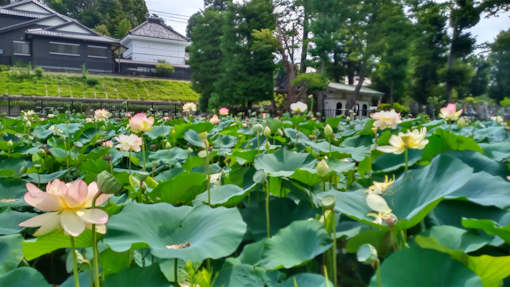 令和６年まだまだ美しい竜王池の蓮の花２