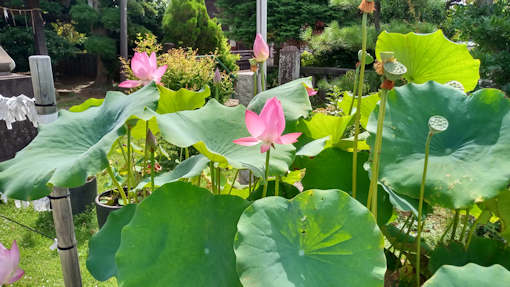 令和６年法華経寺刹堂前の蓮の花２