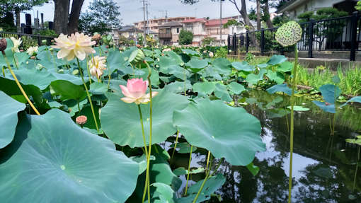 令和６年まだまだ美しい竜王池の蓮の花４