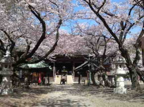 cherry blossoms in front of the Soshido Hall
