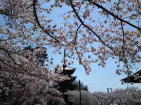 the gojunoto tower over cherry blossoms