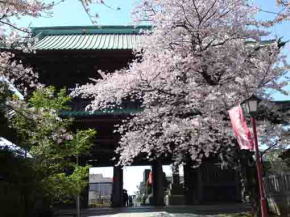 the niomon gate with cherry blossoms