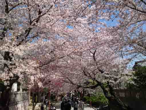 cherry blossoms along the approach