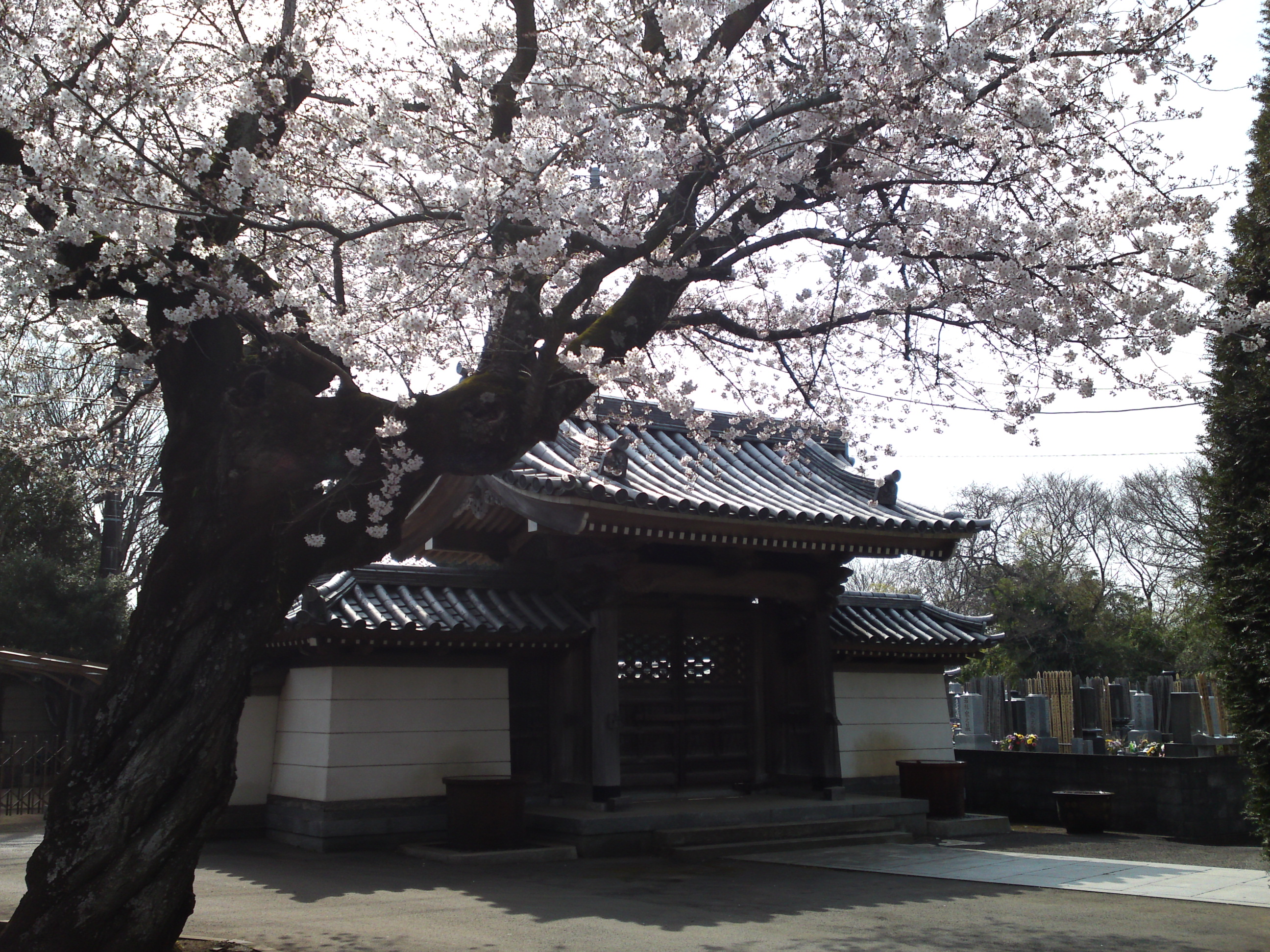 2017年曽谷山法蓮寺に咲く桜の花々３