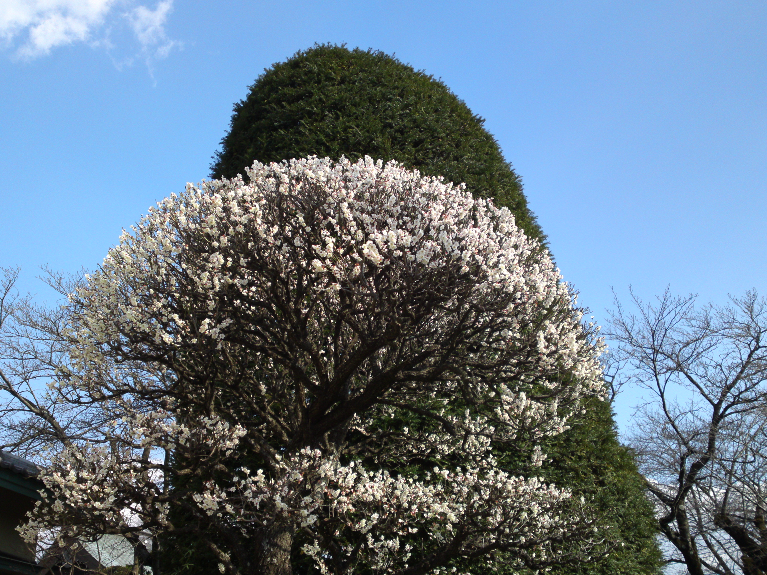2019年曽谷山法蓮寺に咲く梅の花々３