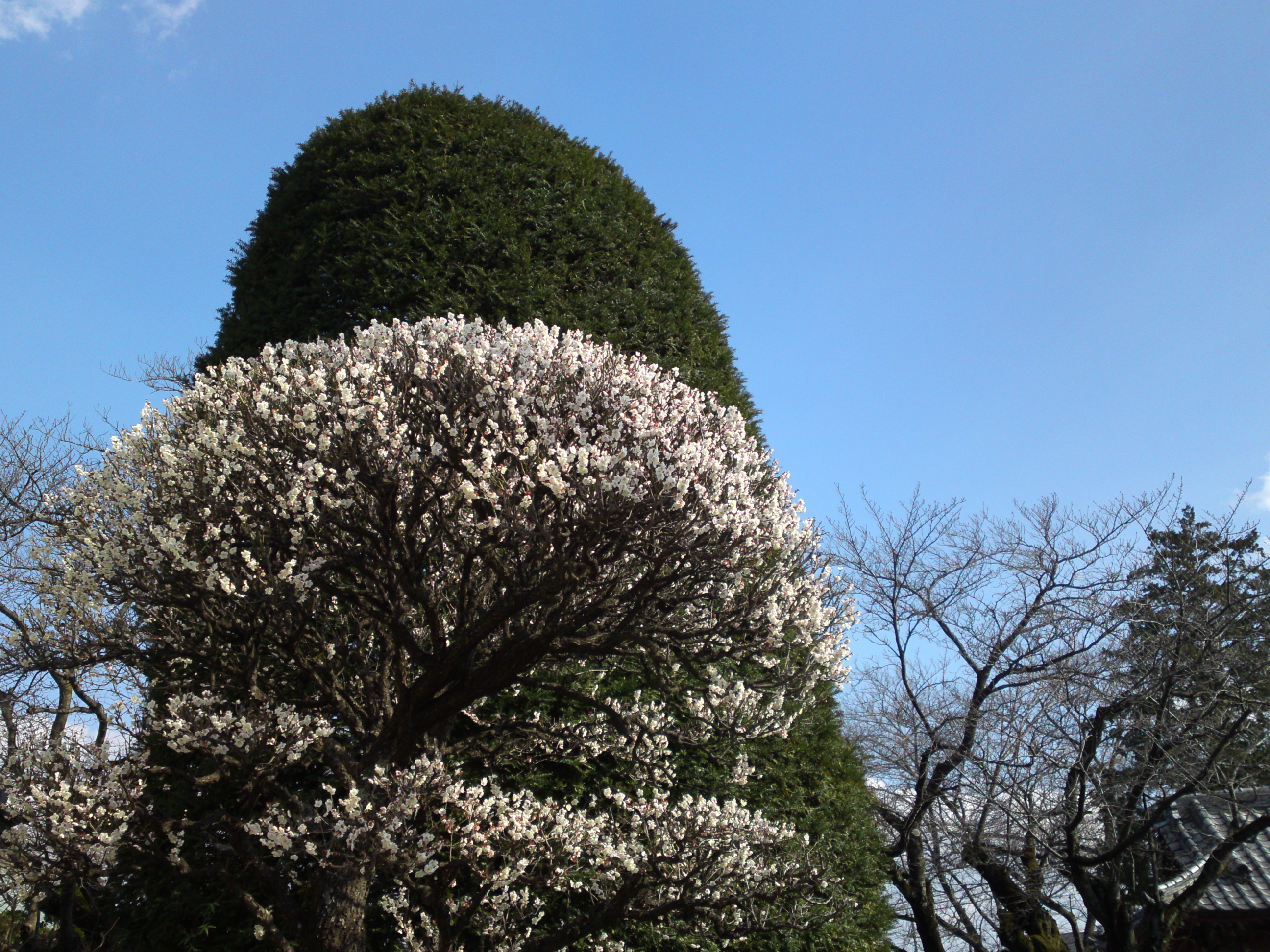 2019年曽谷山法蓮寺に咲く梅の花々５