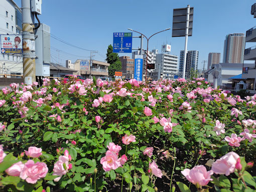 令和8年初夏市川橋東詰に咲くバラの花3