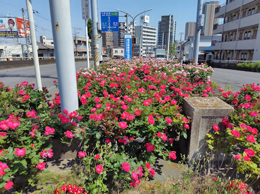 令和8年初夏市川橋東詰に咲くバラの花1
