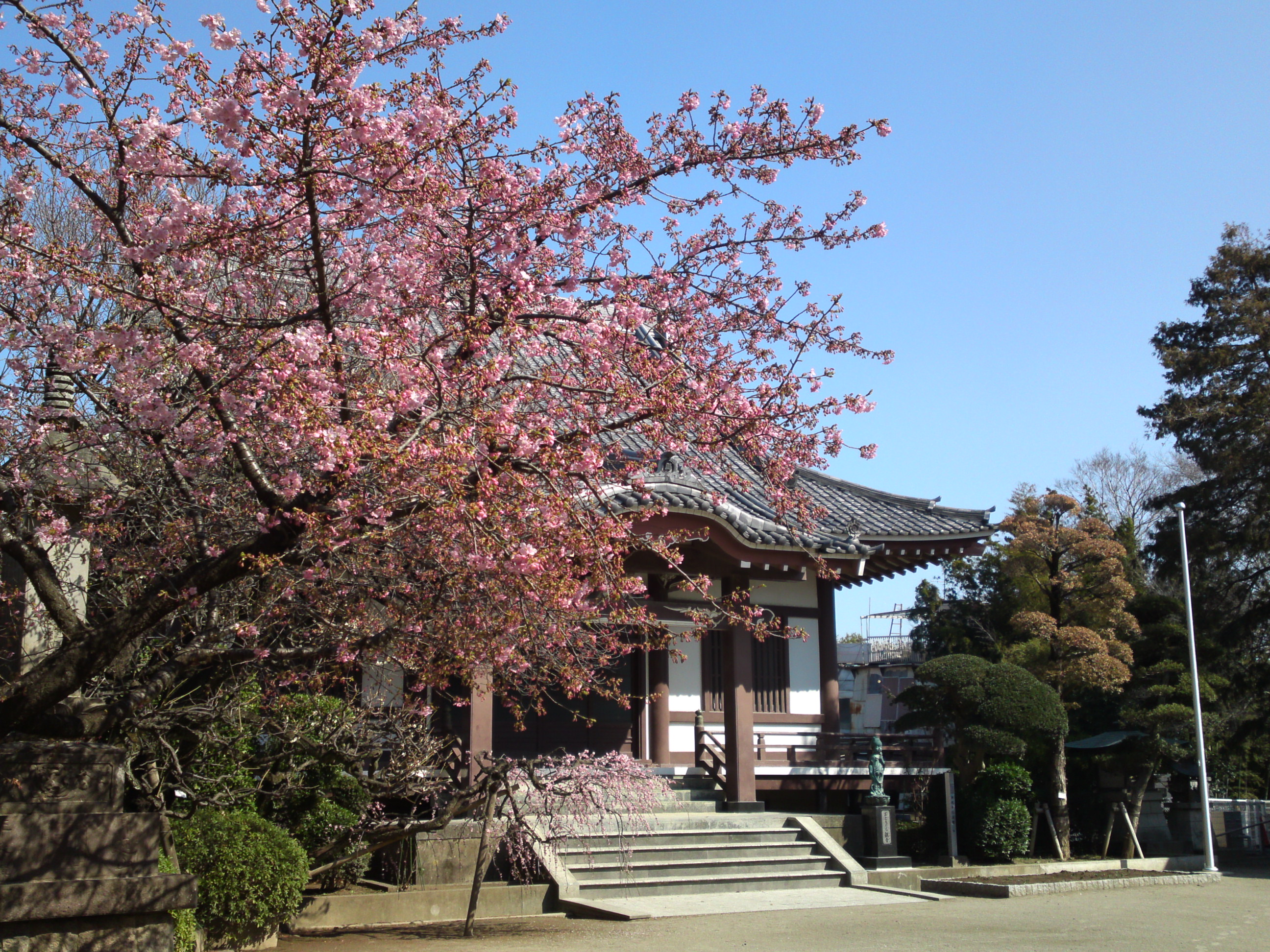 2019年大野山浄光寺に咲く梅と桜の花２０