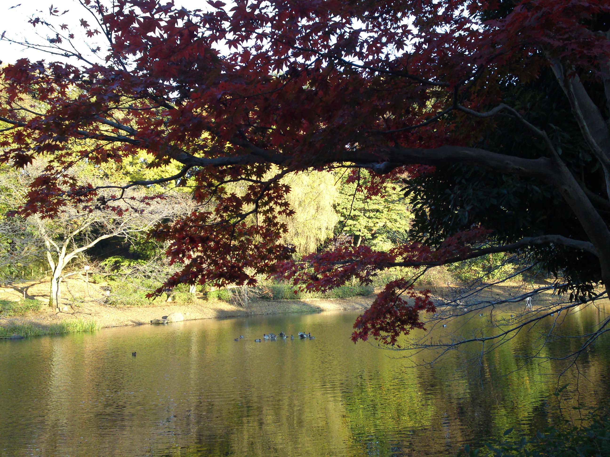 2016年じゅんさい池緑地公園秋の風景４