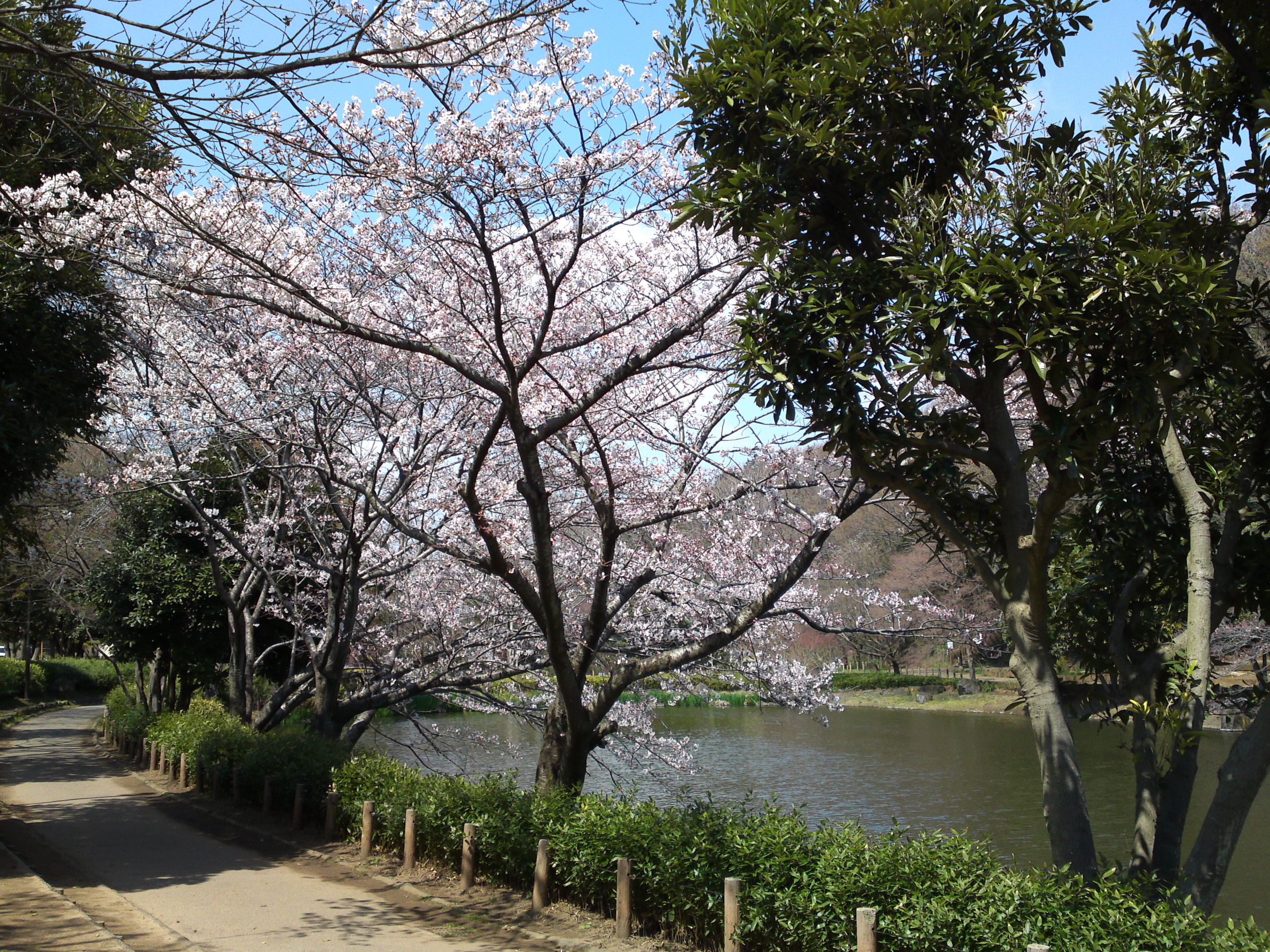 2017年じゅんさい池緑地公園に咲く桜１