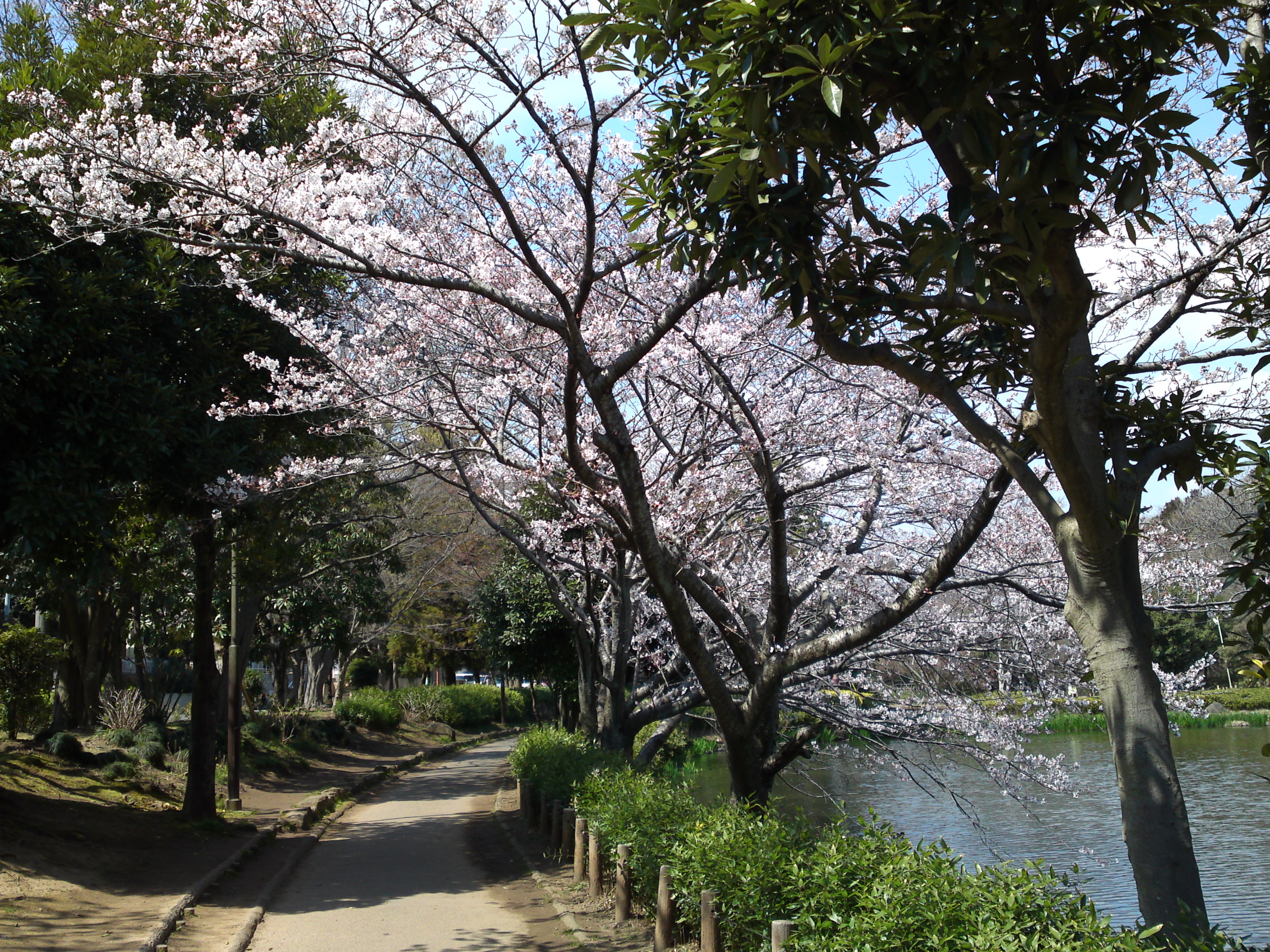 2017年じゅんさい池緑地公園に咲く桜３