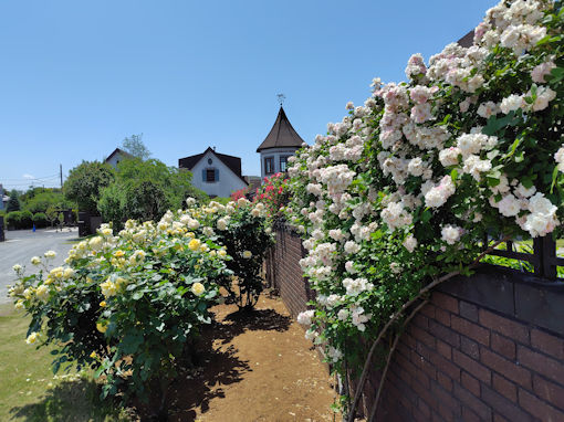 令和8年初夏東山魁夷記念館に咲くバラの花5