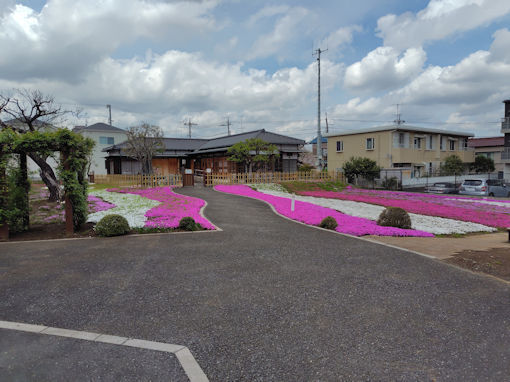 �ߘa�W�N�s����L�O�����ɍ炭�V�o�U�N���P