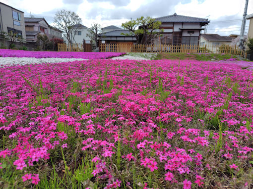 令和8年春郭沫若記念公園のサクラソウの絨毯1