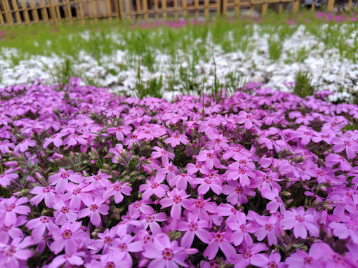 �ߘa�W�N�s����L�O�����ɍ炭�V�o�U�N�S