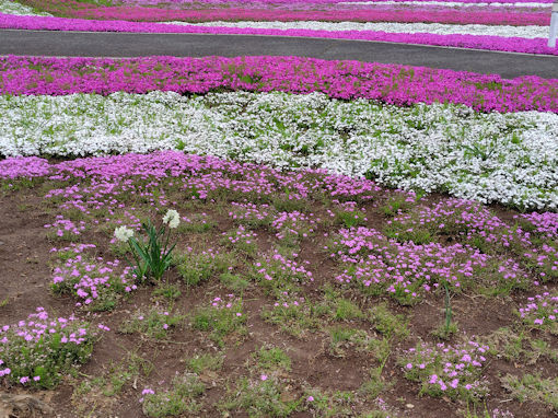 �ߘa�W�N�s����L�O�����ɍ炭�V�o�U�N�R