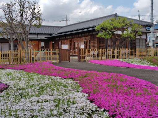 �ߘa�W�N�s����L�O�����ɍ炭�V�o�U�N�Q