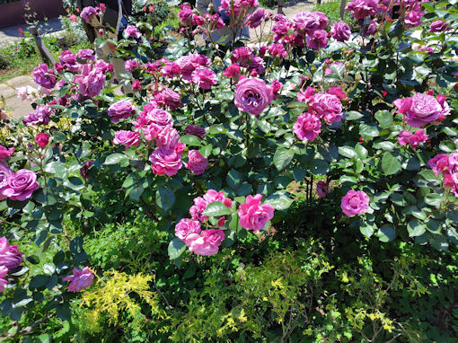令和8年初夏フラワーガーデンに咲くバラの花1