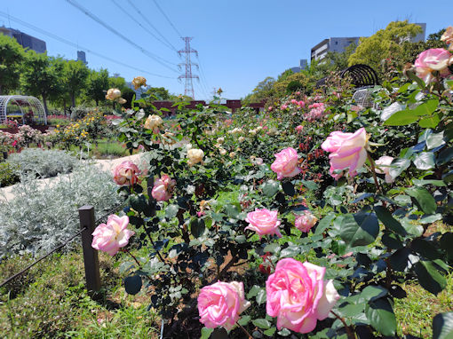 令和8年初夏フラワーガーデンに咲くバラの花3