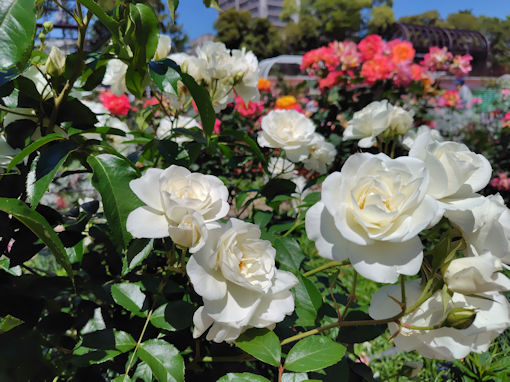 令和8年初夏フラワーガーデンに咲くバラの花5