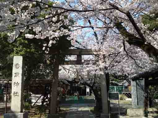 Shinkoiwa Katori Jinja with sakura blossoms