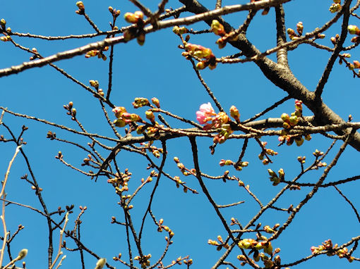 �ߘa�W�N�q��@�̉͒Í��̊J�ԂR