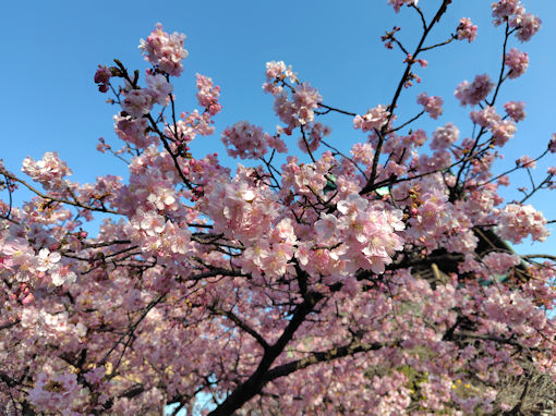 令和8年春智泉院に咲く河津桜3