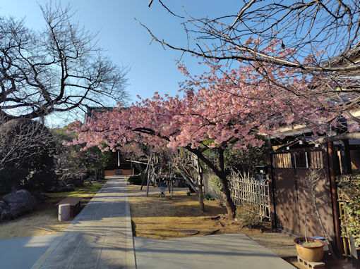 令和8年春智泉院に咲く河津桜1