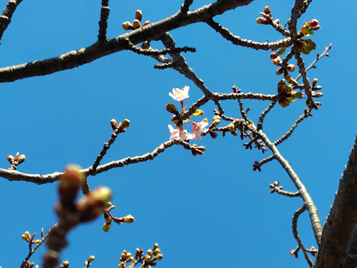 �ߘa�W�N�]�ː�y��i�s���j�͒Í��̊J�ԂQ