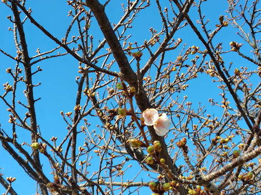 �ߘa�W�N�]�ː�y��i�s���j�͒Í��̊J�ԂS