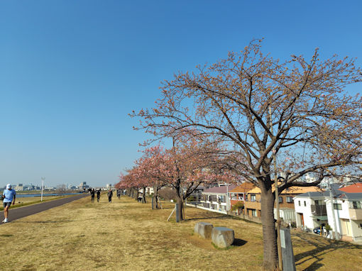 令和８年三分咲きの江戸川土手上河津桜２