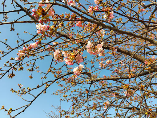 令和８年三分咲きの江戸川土手上河津桜１