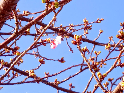 令和７年江戸川河川敷市川南河津桜開花１