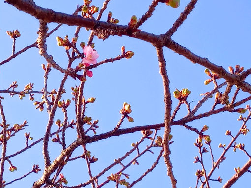 令和７年江戸川河川敷市川南河津桜開花２