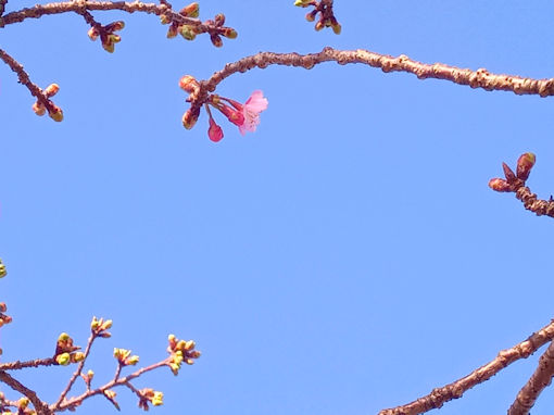 令和７年江戸川河川敷市川南河津桜開花３