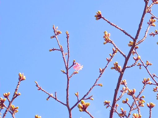 令和７年江戸川河川敷市川南河津桜開花４