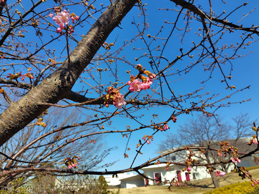 �ߘa�W�N�Ȃ��������̉͒Í��̊J�ԂQ