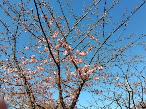 令和８年二分咲きのなぎさ公園の河津桜１